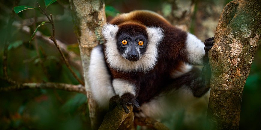 Nærbilde av lemurer i Andasibe-Mantadia nasjonalpark på Madagaskar