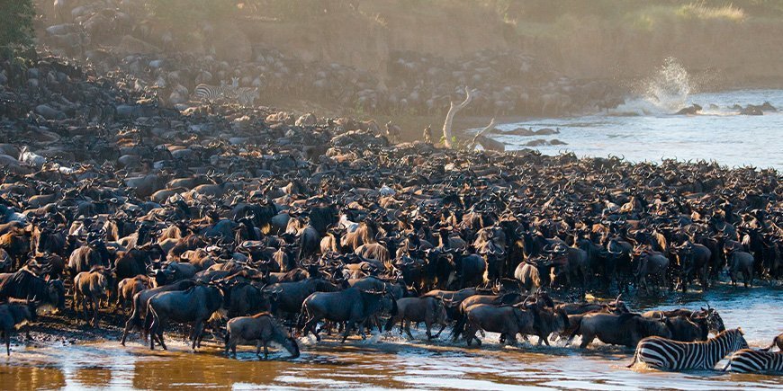 Massevis av gnuer samlet ved Mara-elven i Kenya