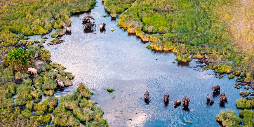 Oversikt over elefanter i Okavango-deltaet i Botswana