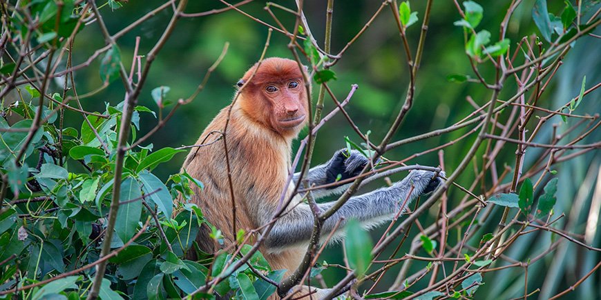 Neseape sitter i et tre på Borneo