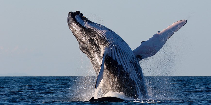 Knølhval hopper opp av havet ved Sainte Marie på Madagaskar