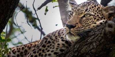 Leopard sover i et tre i Kapama Private Game Reserve i Sør-Afrika